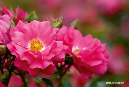 Fleur rose du rosier Emera
