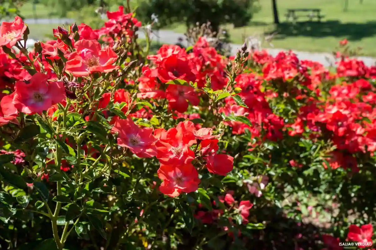Rosier Isalia en bordure