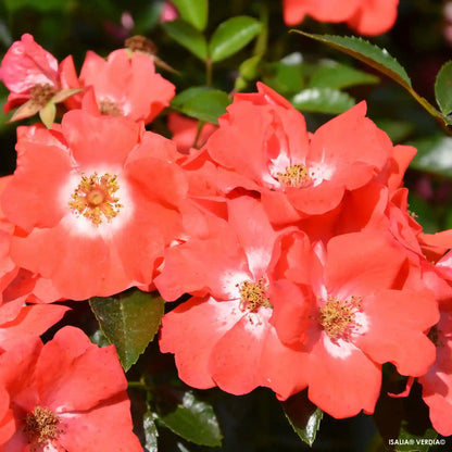 Fleurs couleur rose orangée du rosier Isalia