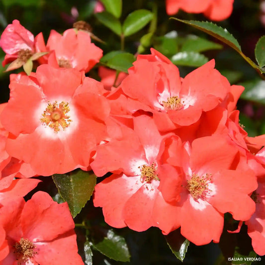Fleurs couleur rose orangée du rosier Isalia