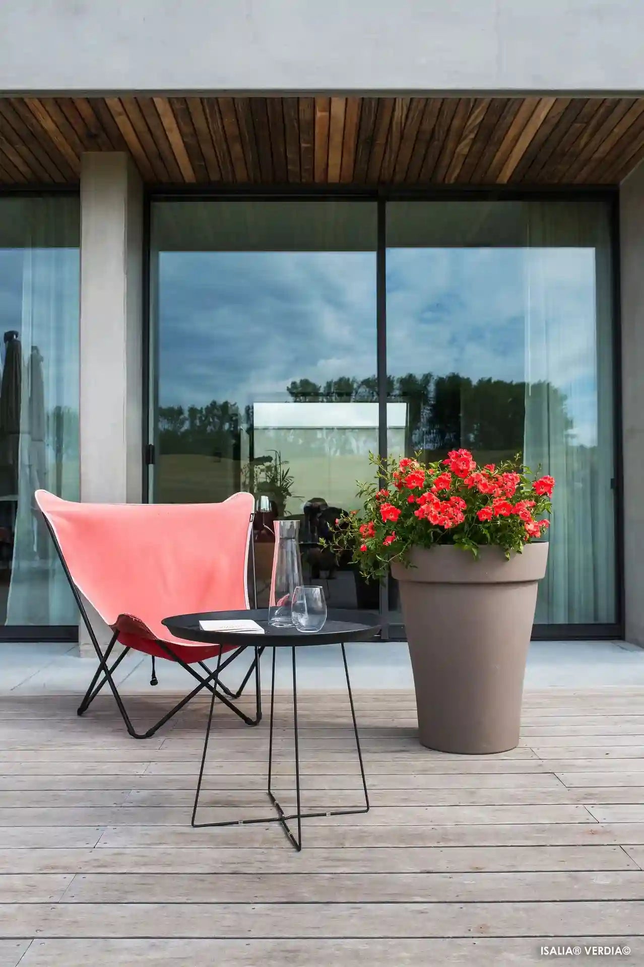 Rosier Isalia dans un grand pot