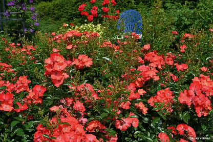 Rosier Isalia en massif