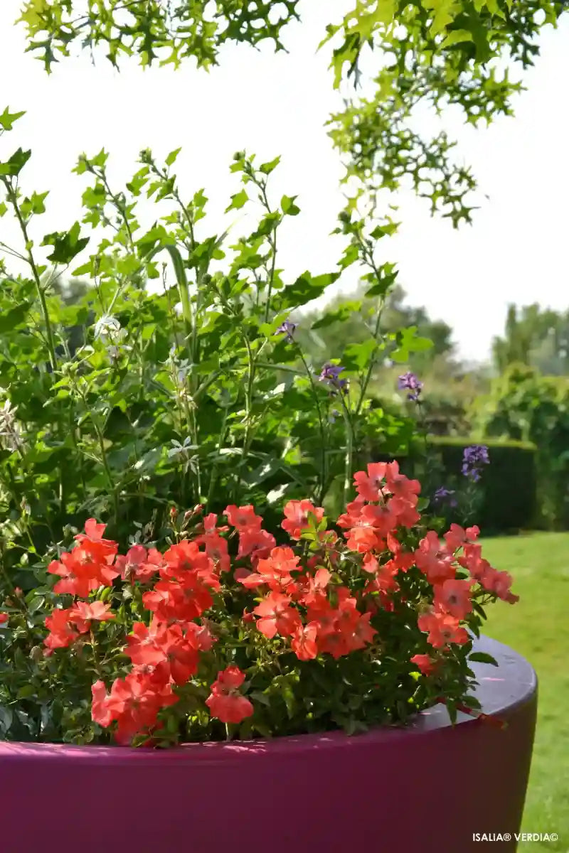 Rosier Isalia dans un petit pot