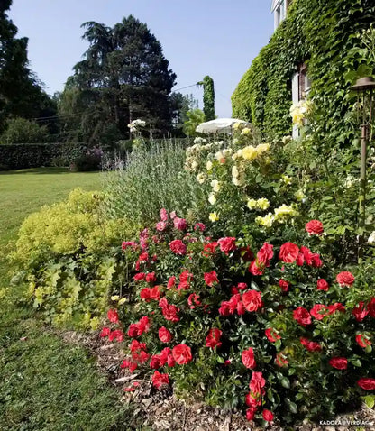 Rosier Kadora en bordure