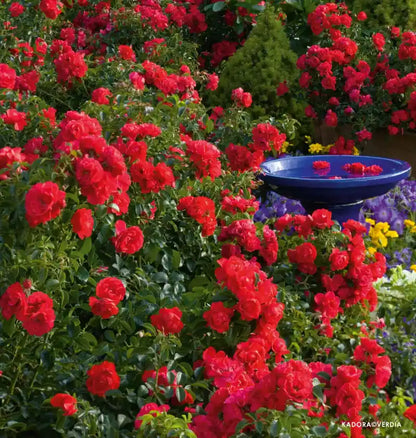 Rosier Kadora en buisson