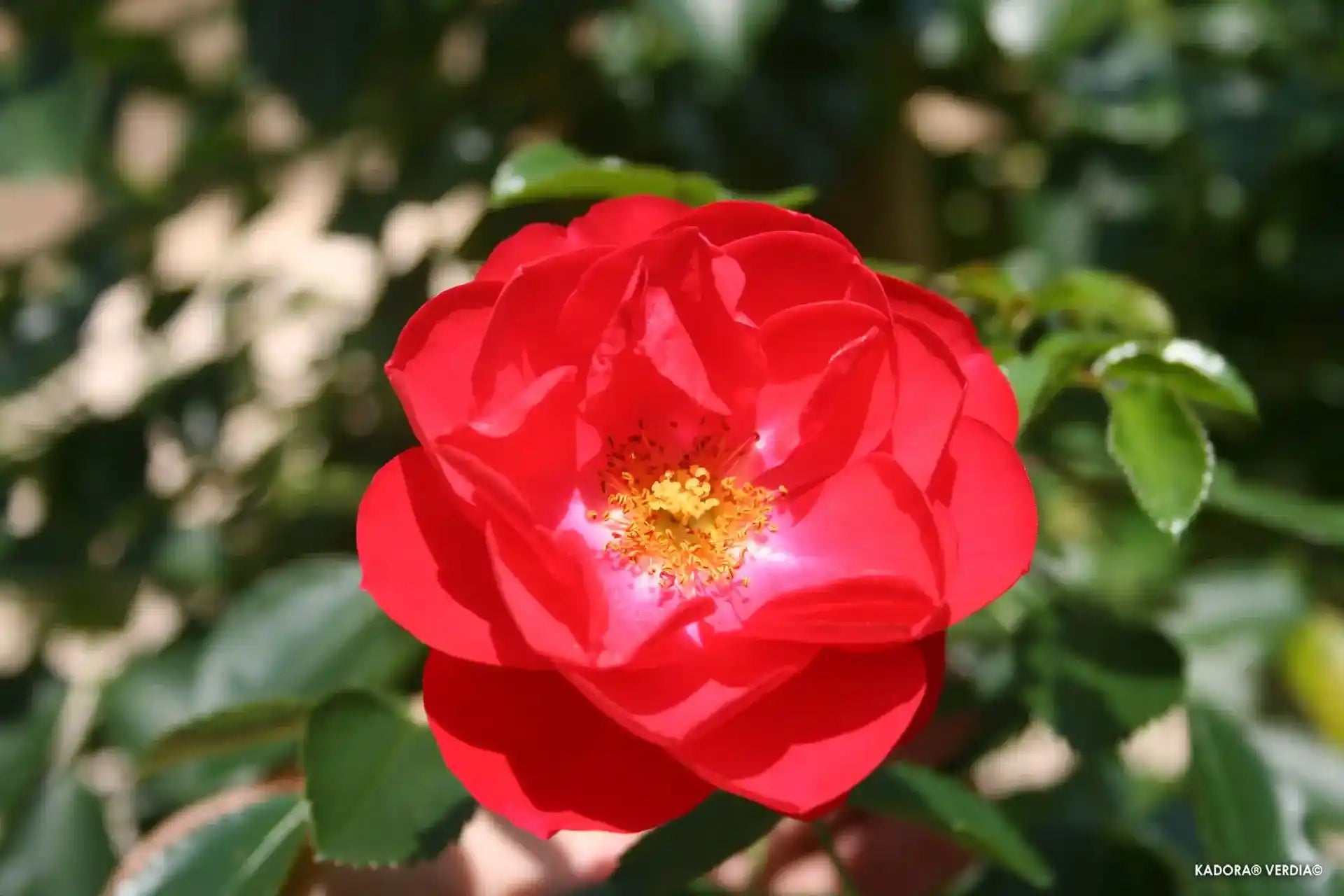 Fleur couleur rouge d'un rosier Kadora