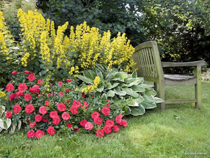 Rosier Kadora en massif
