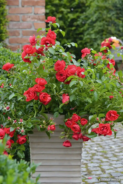 Rosier Kadora en pot