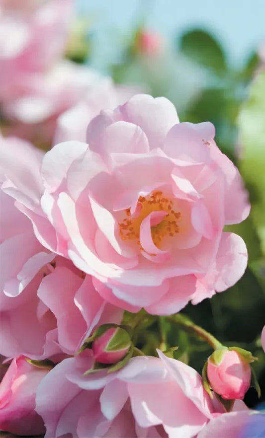 Fleur rose du rosier décorosiers "Mareva"