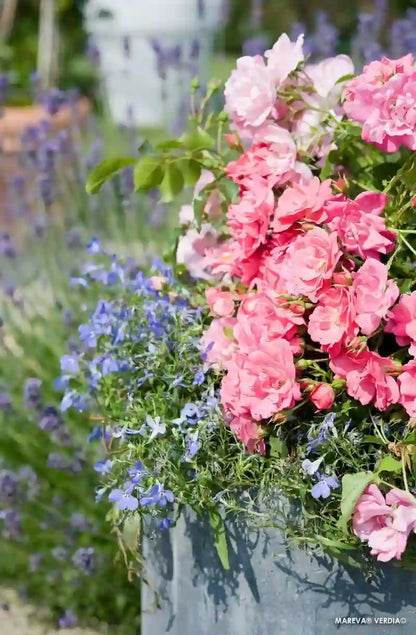 Rosier Mareva en pot