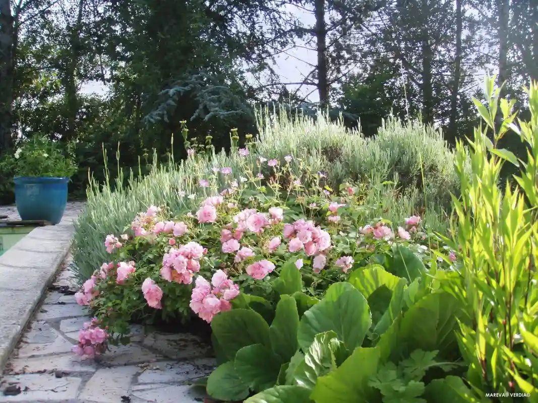 Rosier Mareva en buisson