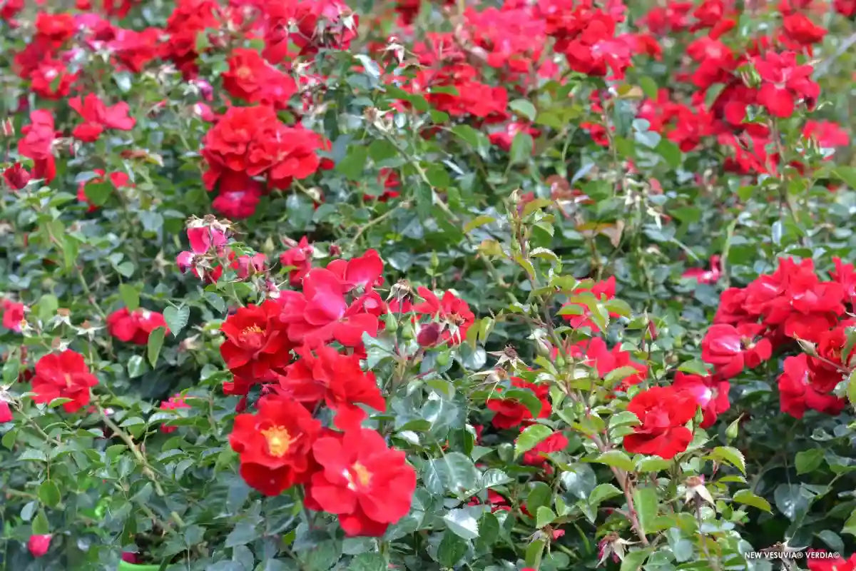 Rosier new Vesuvia en massif