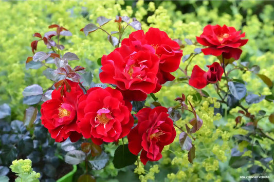 Fleurs couleur rouges du rosier New Vesuvia