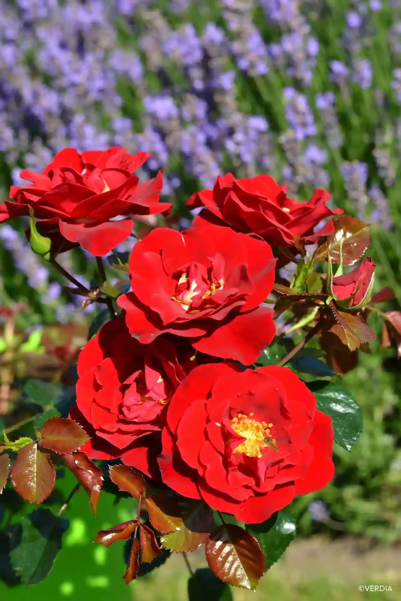 Gros plan sur des fleurs de rosier New Vesuvia