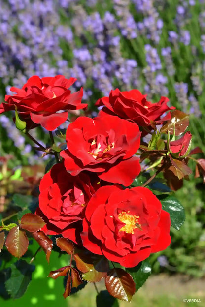 Gros plan sur des fleurs de rosier New Vesuvia