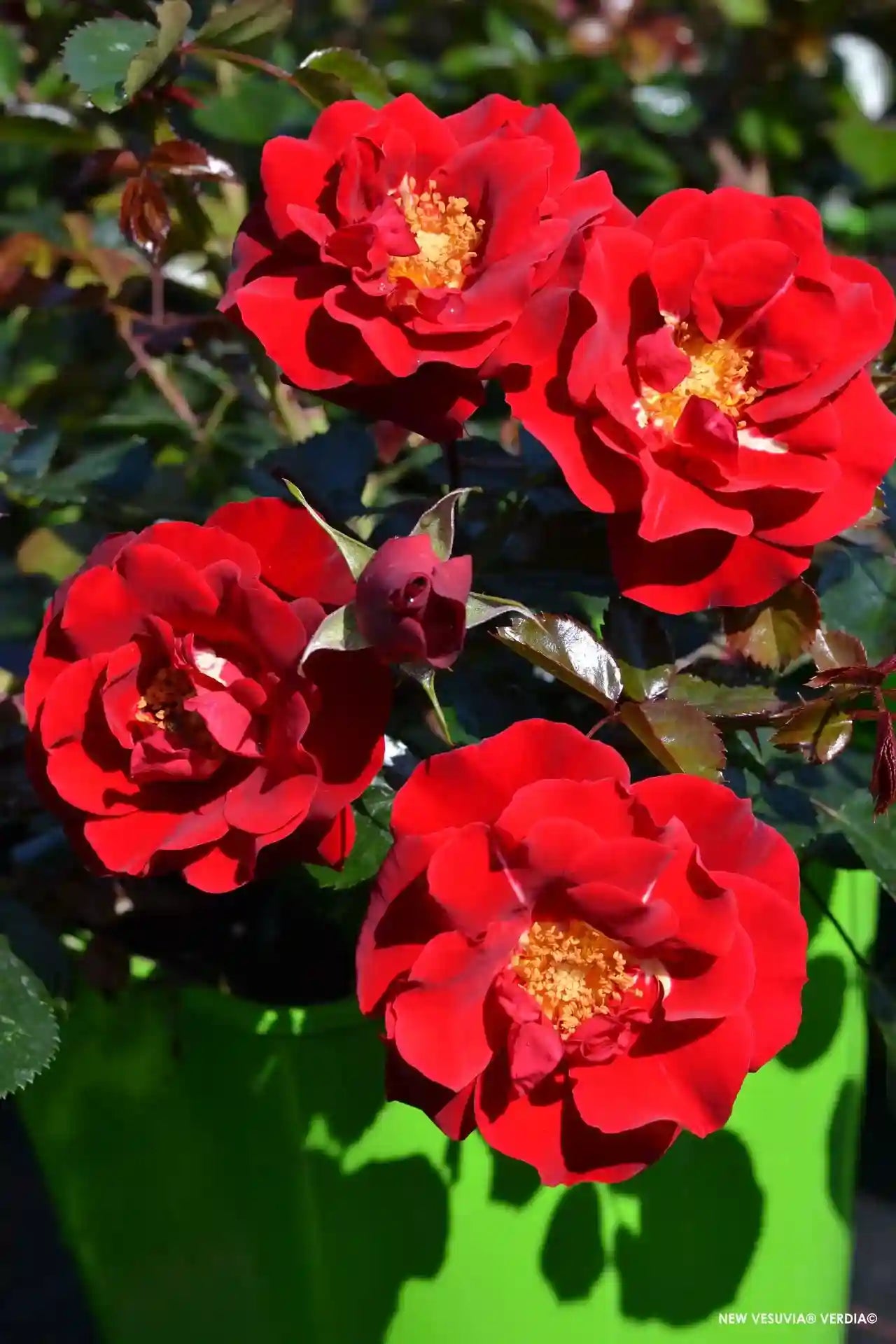 Rosier New Vesuvia en pot