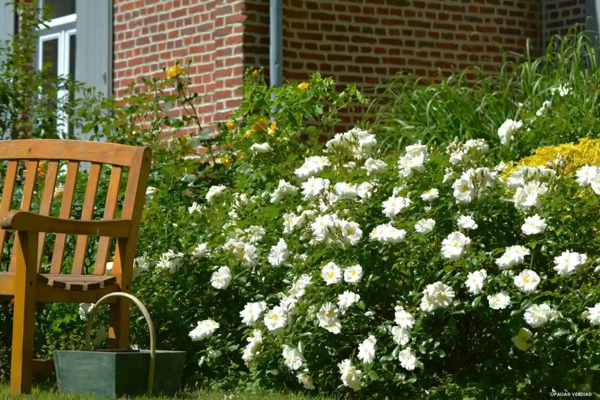 Rosier Opalia en bordure