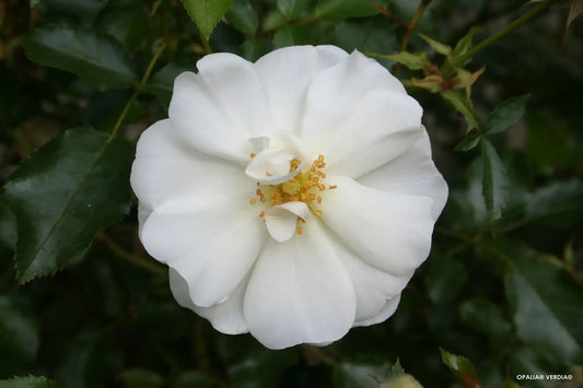 Fleur blanche du rosier Opalia