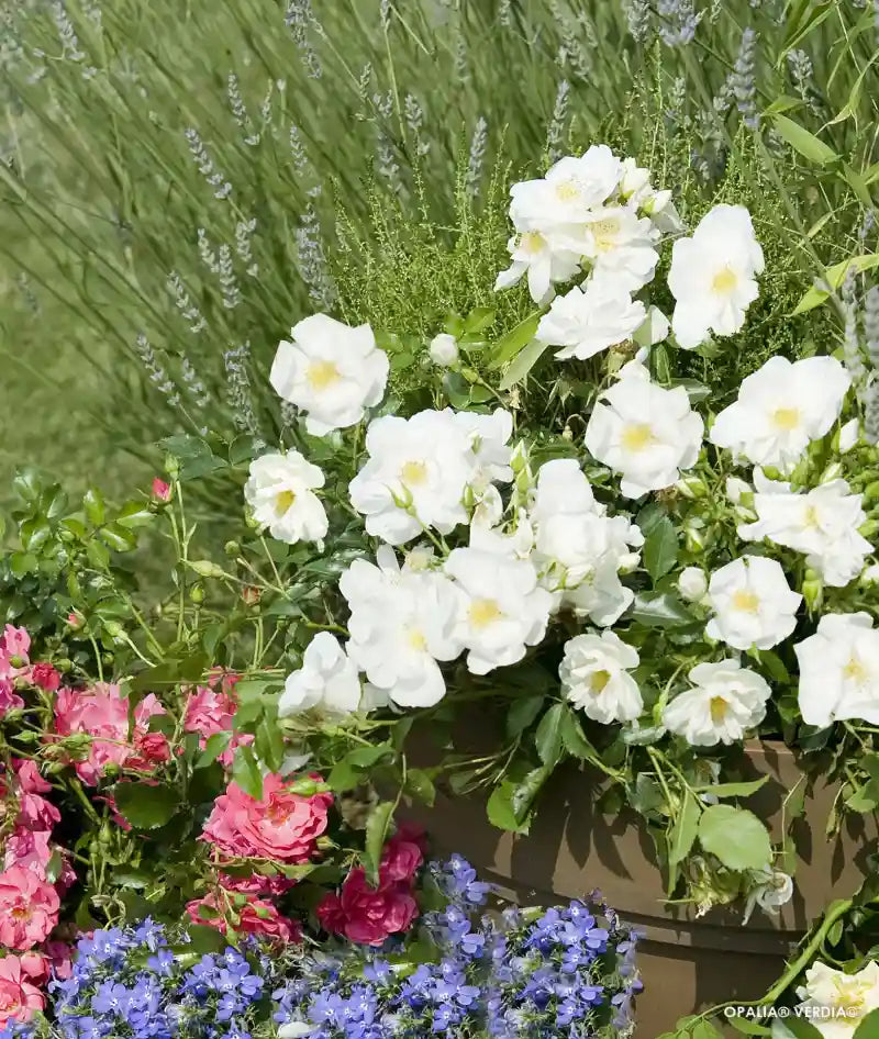 Rosier Opalia dans un pot