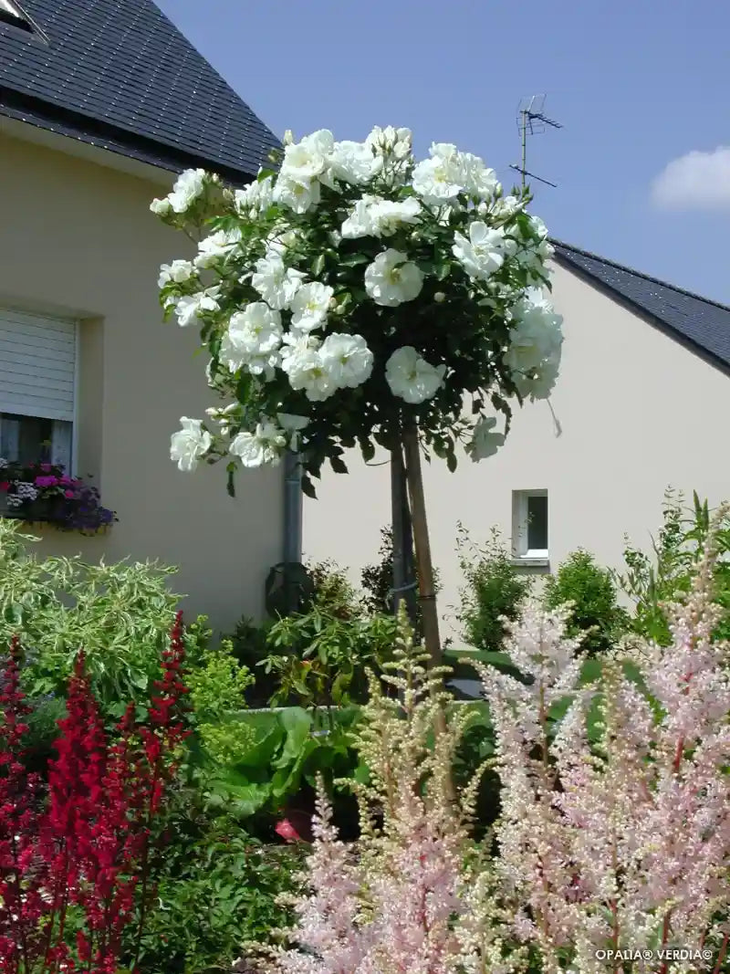 Rosier Opalia sur tige