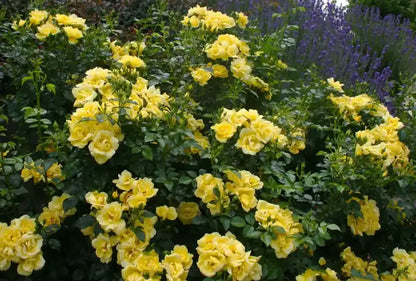 Rosier Suneva à fleurs jaunes en buisson