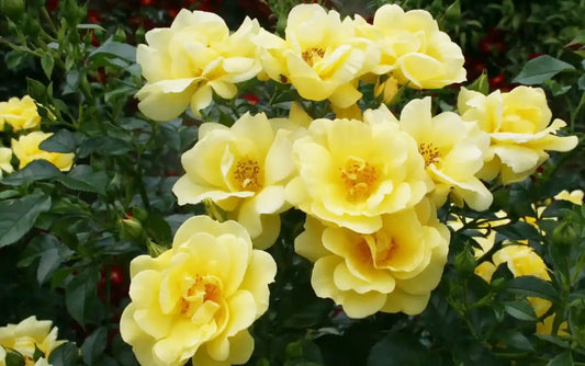 Fleurs couleur jaune du rosier Suneva