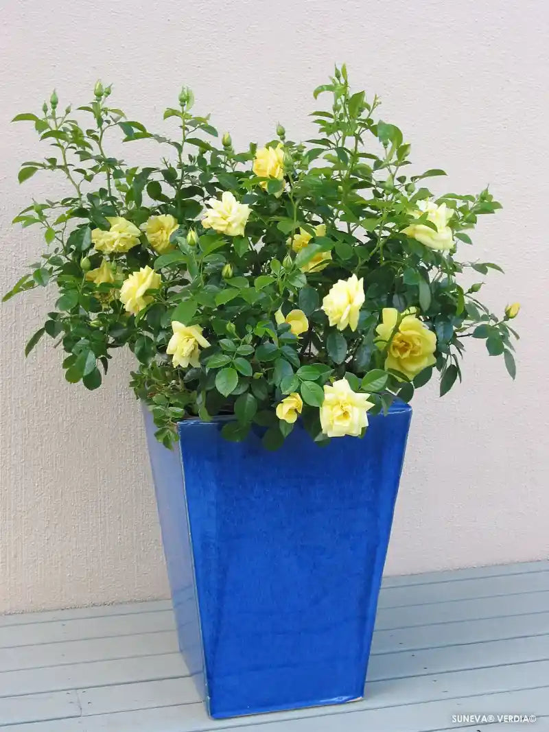 Rosier Suneva en pot