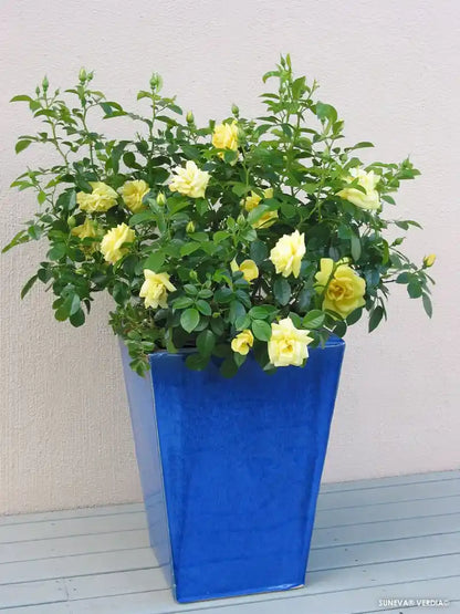 Rosier Suneva en pot
