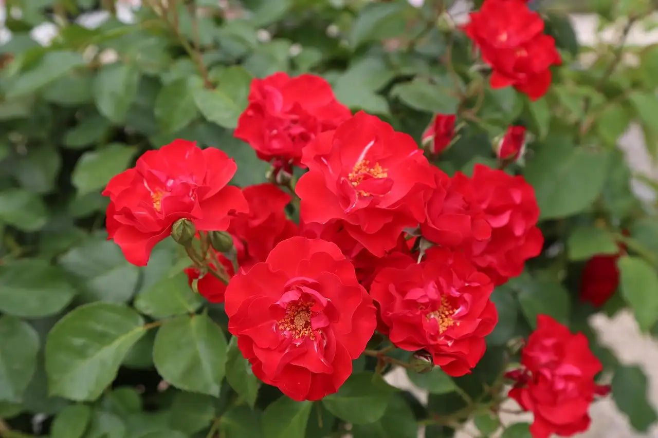 Rosier rouge à fleurs "Alain"