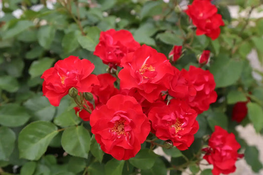 Rosier rouge à fleurs "Alain"