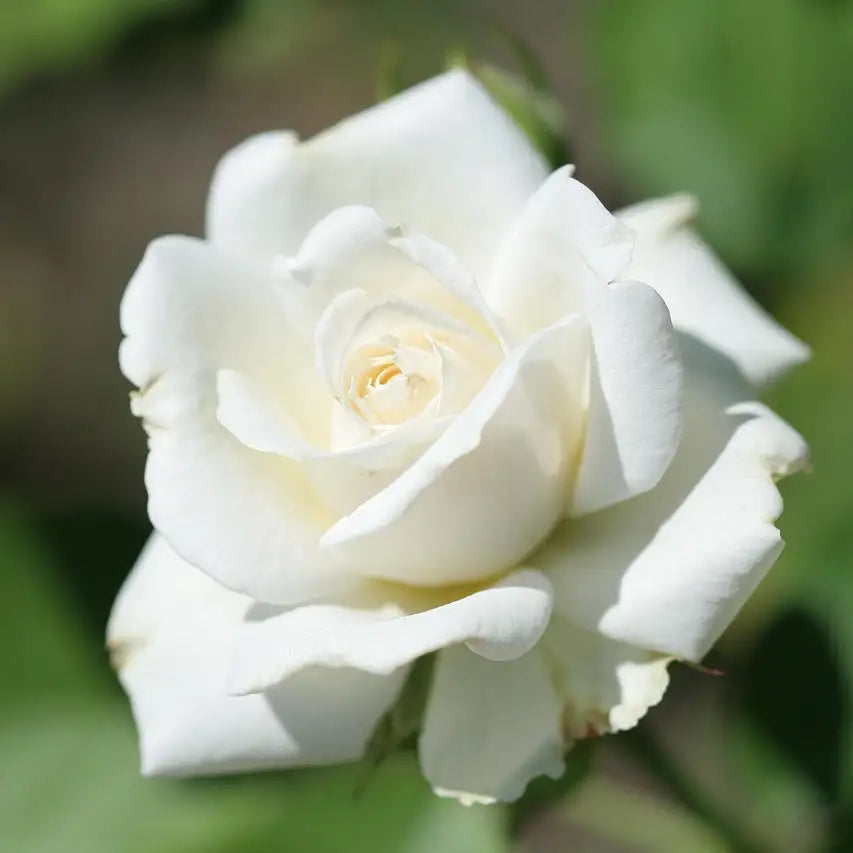 Rose blanche du rosier "Iceberg"