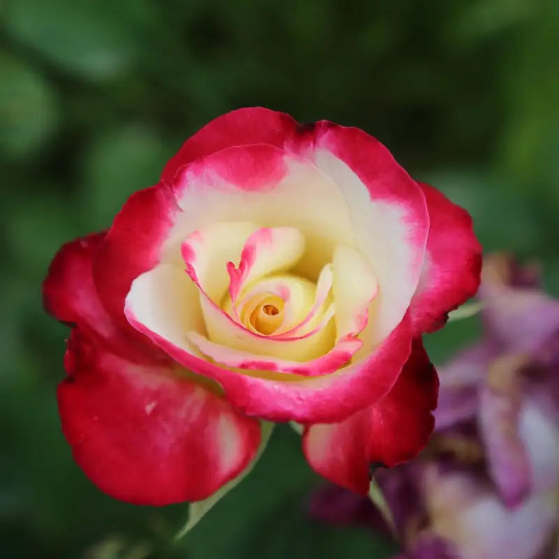Rosier rouge et blanc à fleurs groupées "Jubilé du Prince de Monaca"