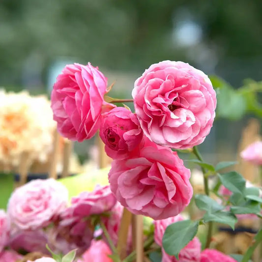 Rosiers à fleurs groupées roses "Kimono"