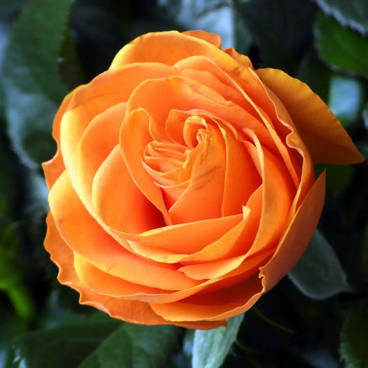 Rosiers "Orange Sensation"