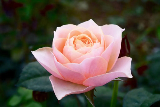 Fleur rose du rosier à grandes fleurs Astrée