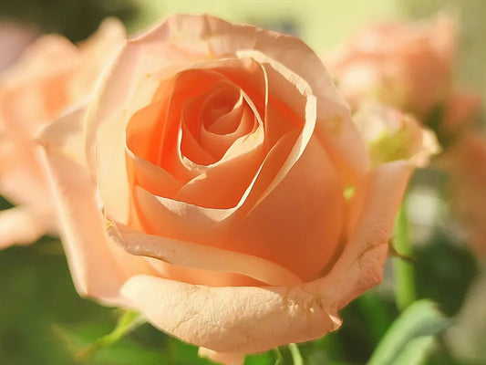 Fleur rose saumon du rosier à grandes fleurs Beauté