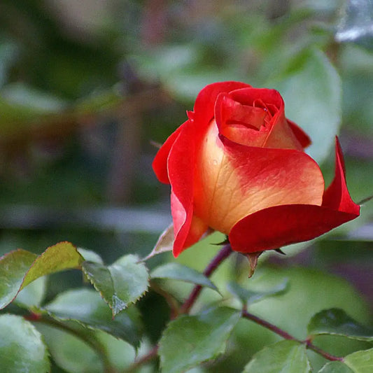 Rose bicolore rouge et crème du rosier "Bolshoi"