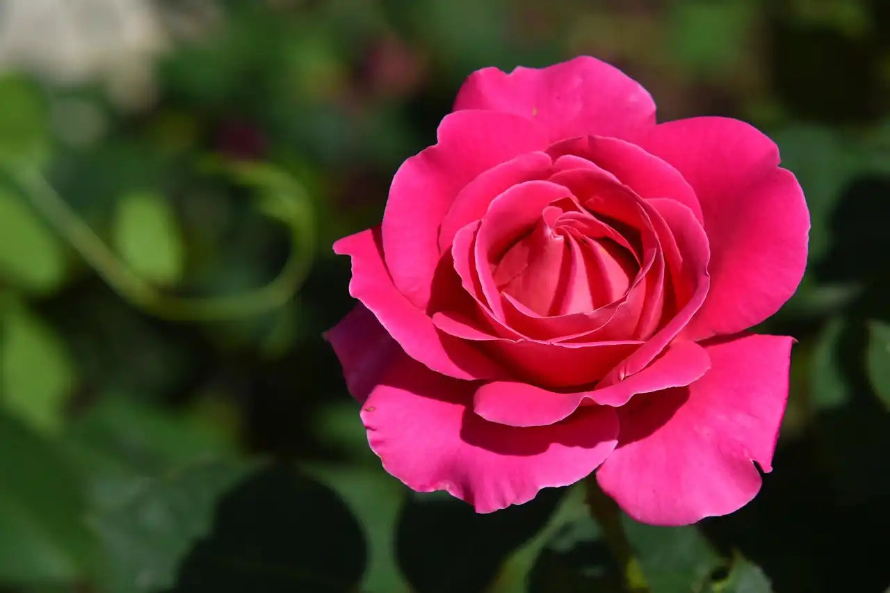 Belle fleur rose du rosier Criterion