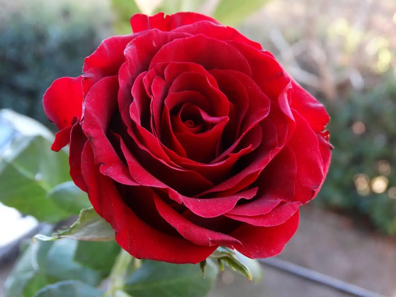 Fleur rouge du rosier à grandes fleurs Ena Harkness