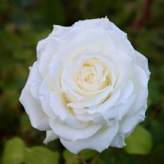 Fleur blanche blanche rosier à grandes fleurs Jeanne Moreau