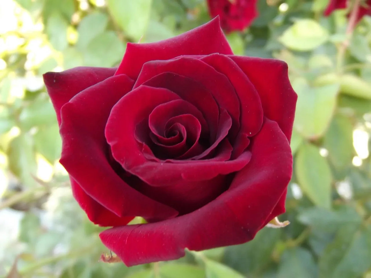 Fleur rouge foncée du rosier à grandes fleurs Le Grand Huit