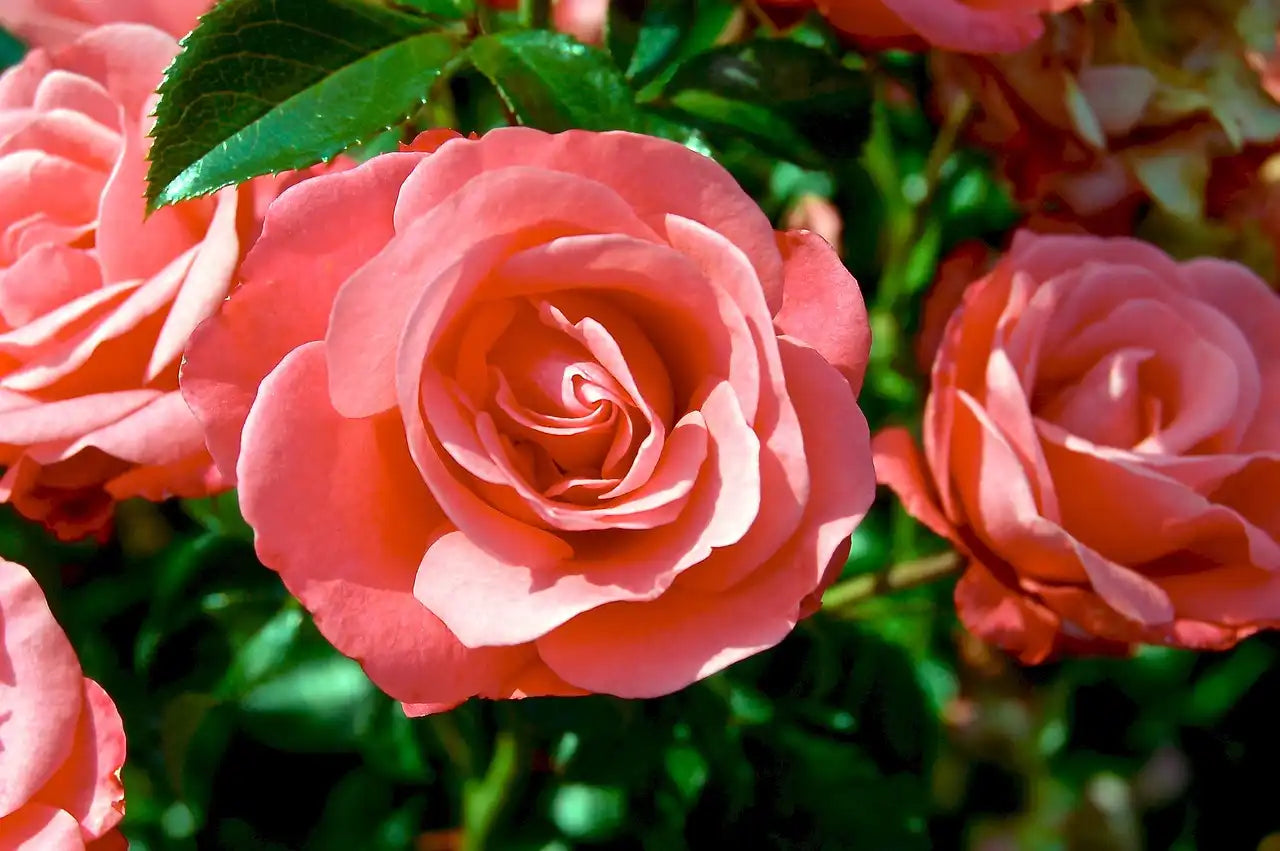 Rosier Parfum de loire et ses fleurs roses saumon