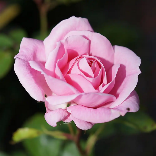 Fleur rose du rosier Queen Elisabeth