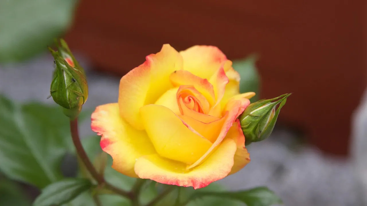 Fleur jaune à bords rosés du rosier à grandes fleurs Sutter Gold
