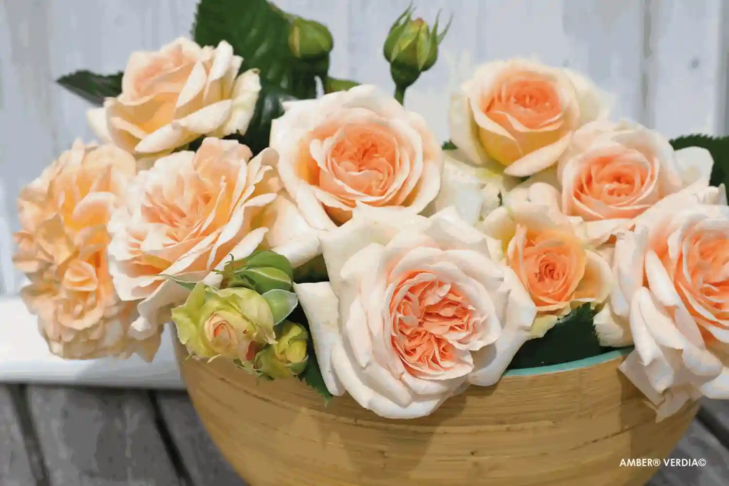 Bouquet de roses Voluptia "Amber"