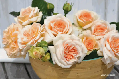 Bouquet de roses Voluptia "Amber"