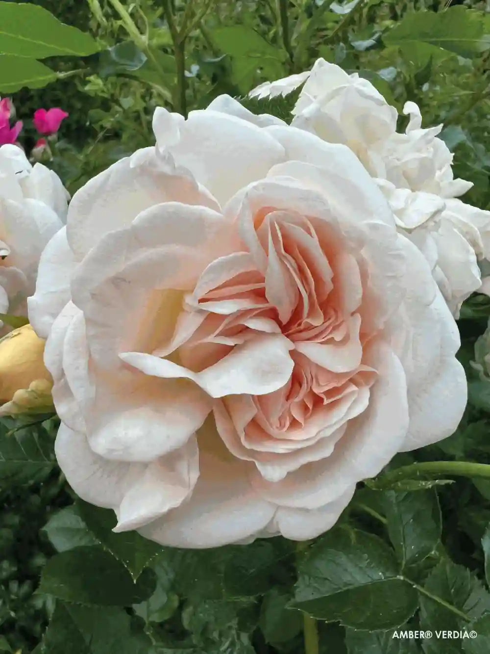 Fleur couleur crème de rosier Voluptia "Amber"