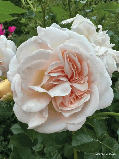 Fleur couleur crème de rosier Voluptia "Amber"