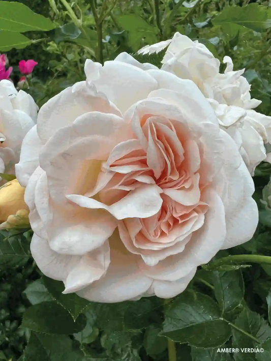 Fleur couleur crème de rosier Voluptia "Amber"