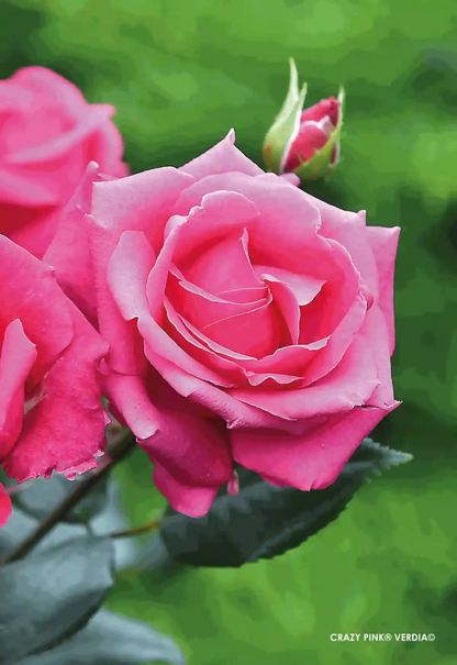 Fleur de couleur rose du osier Voluptia "Crazy Pnk"